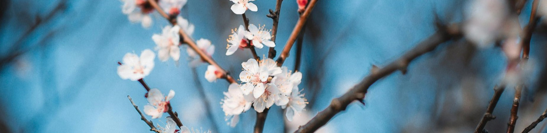 Refreshing Your Home for Spring with Scandinavian-Inspired Furniture